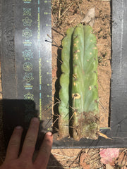 💎💎🌶️🌶️ NOM — 9” Tip, Throwing Roots