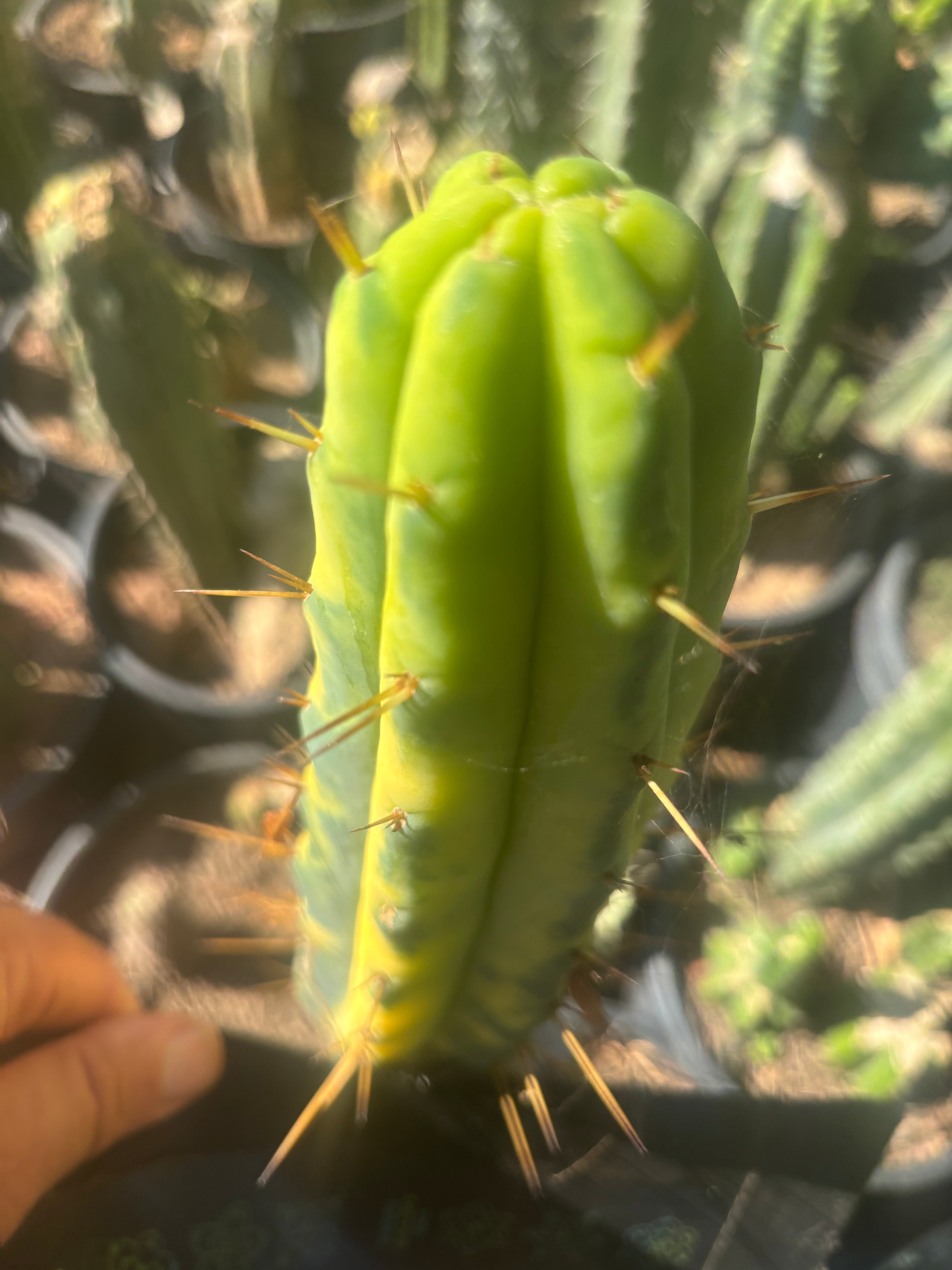 💎👑💎🌶️ Vari Heavy  — Perfect 7” Tip