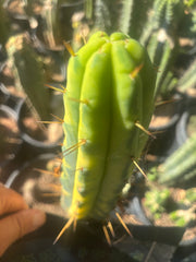 💎👑💎🌶️ Vari Heavy  — Perfect 7” Tip