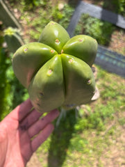 💎 Hulk x Zed MELON