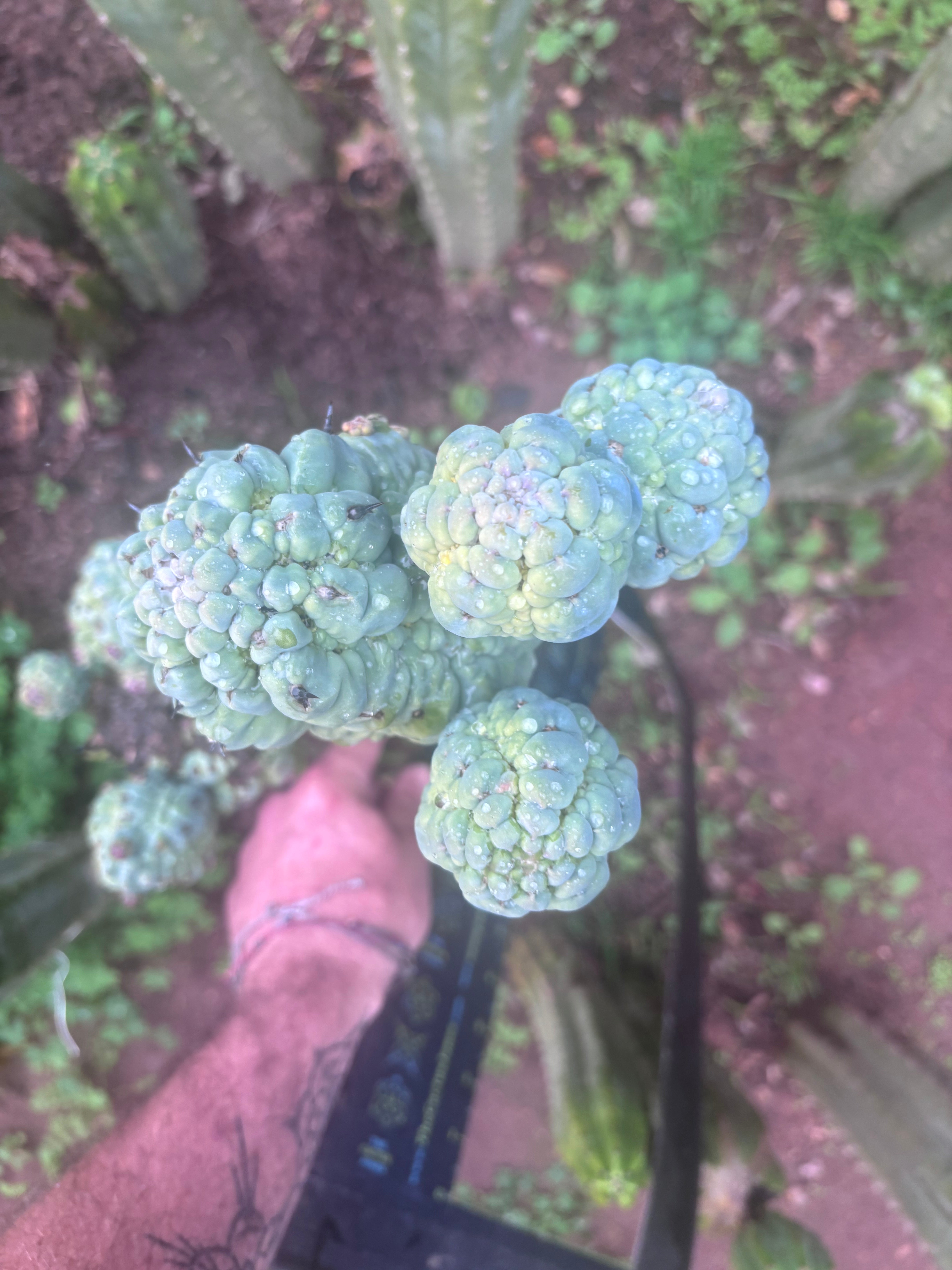 💎👑💎 Glorp — XXL Boquet of Balls