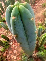 Sharxx Blue x Scop — Glowing 10” Tips