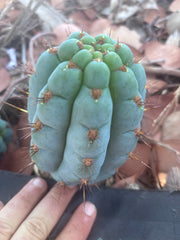 💎👑 Papa Smurf — 6” Grenade