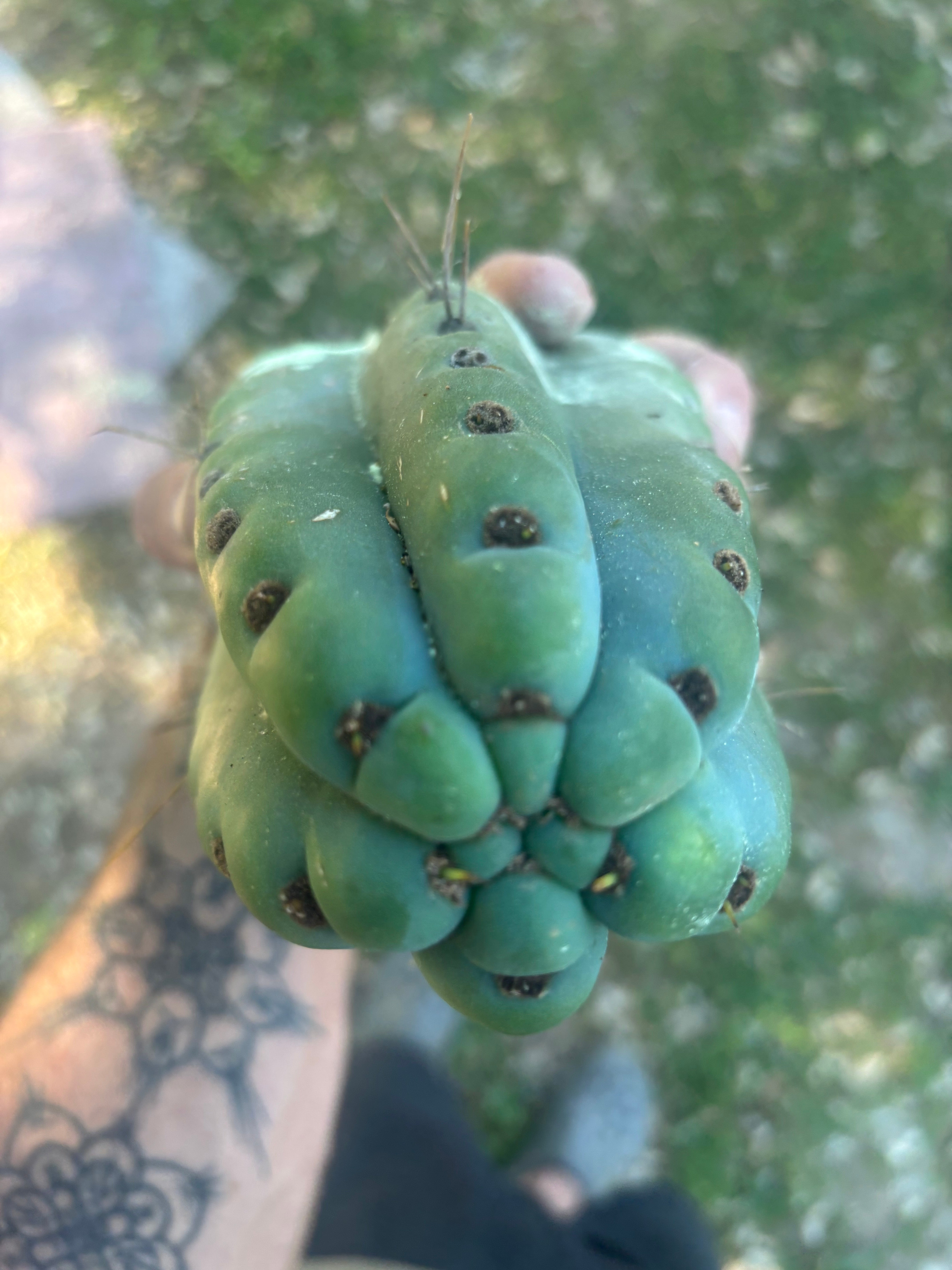 💎🌶️🌶️ NOM —  8” Tip Chonk