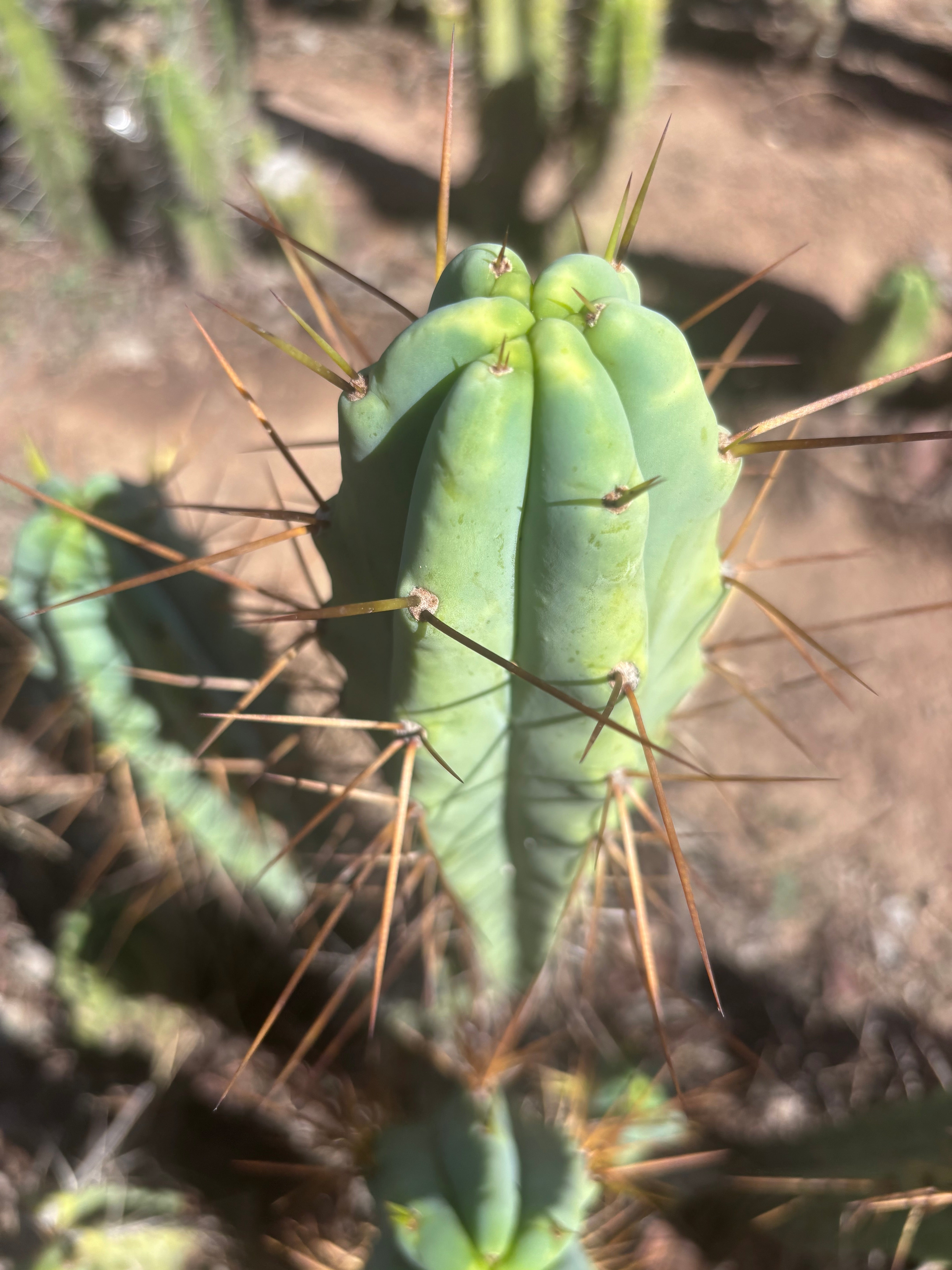 👑🌶️ Medicine Man — 13” Tip