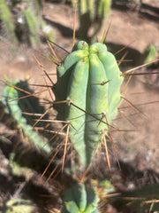 👑🌶️ Medicine Man — 13” Tip