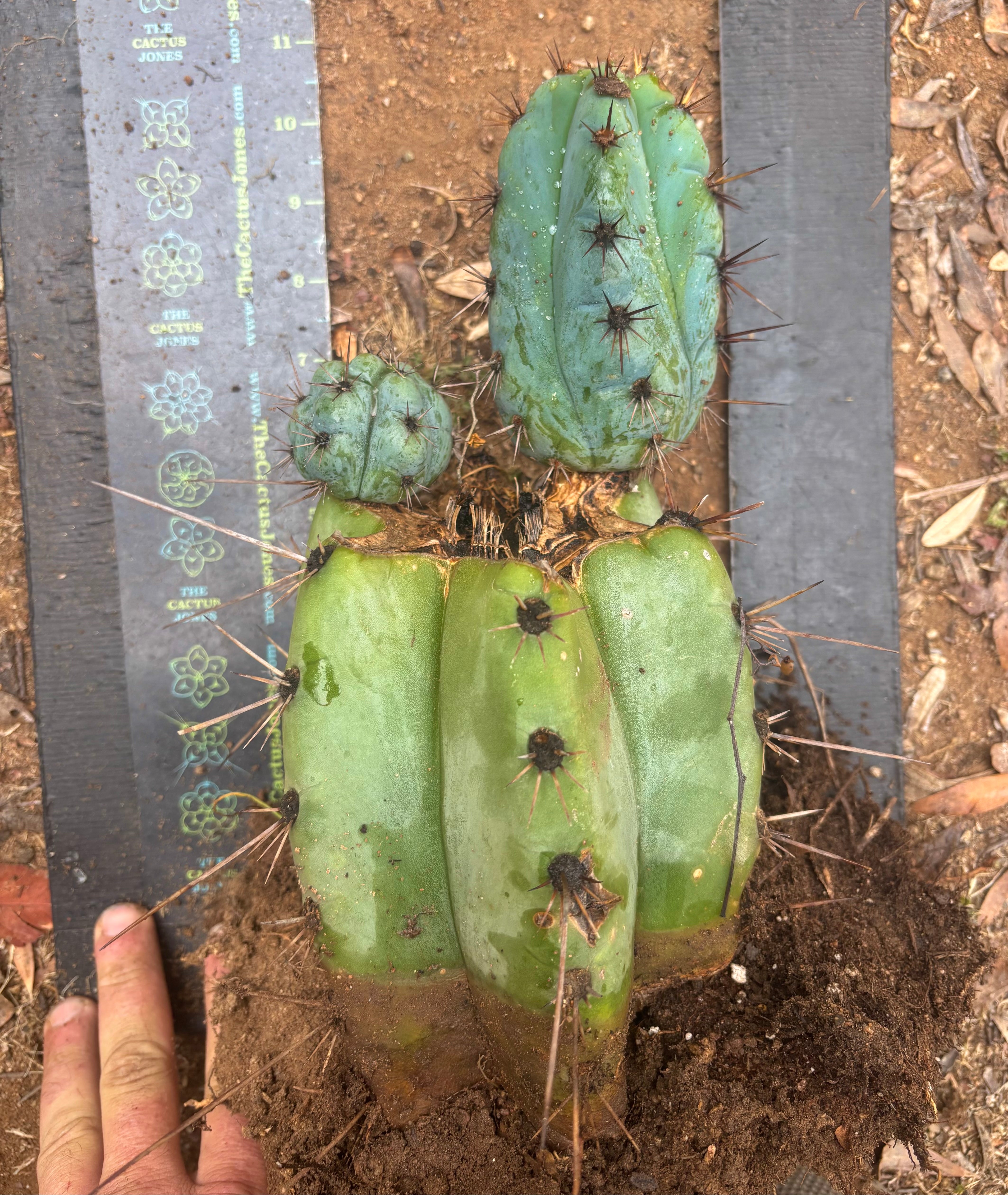 💎👑💎 Papa Smurf — *Hefty* Rooted Mid w/ Pups