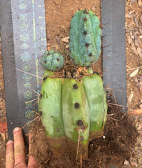 💎👑💎 Papa Smurf — *Hefty* Rooted Mid w/ Pups