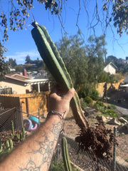 🦄 👑 M Stacker — Rooted Graft