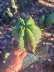 👑🌶️ Malo4 (F2)  — Fat 10” Tip