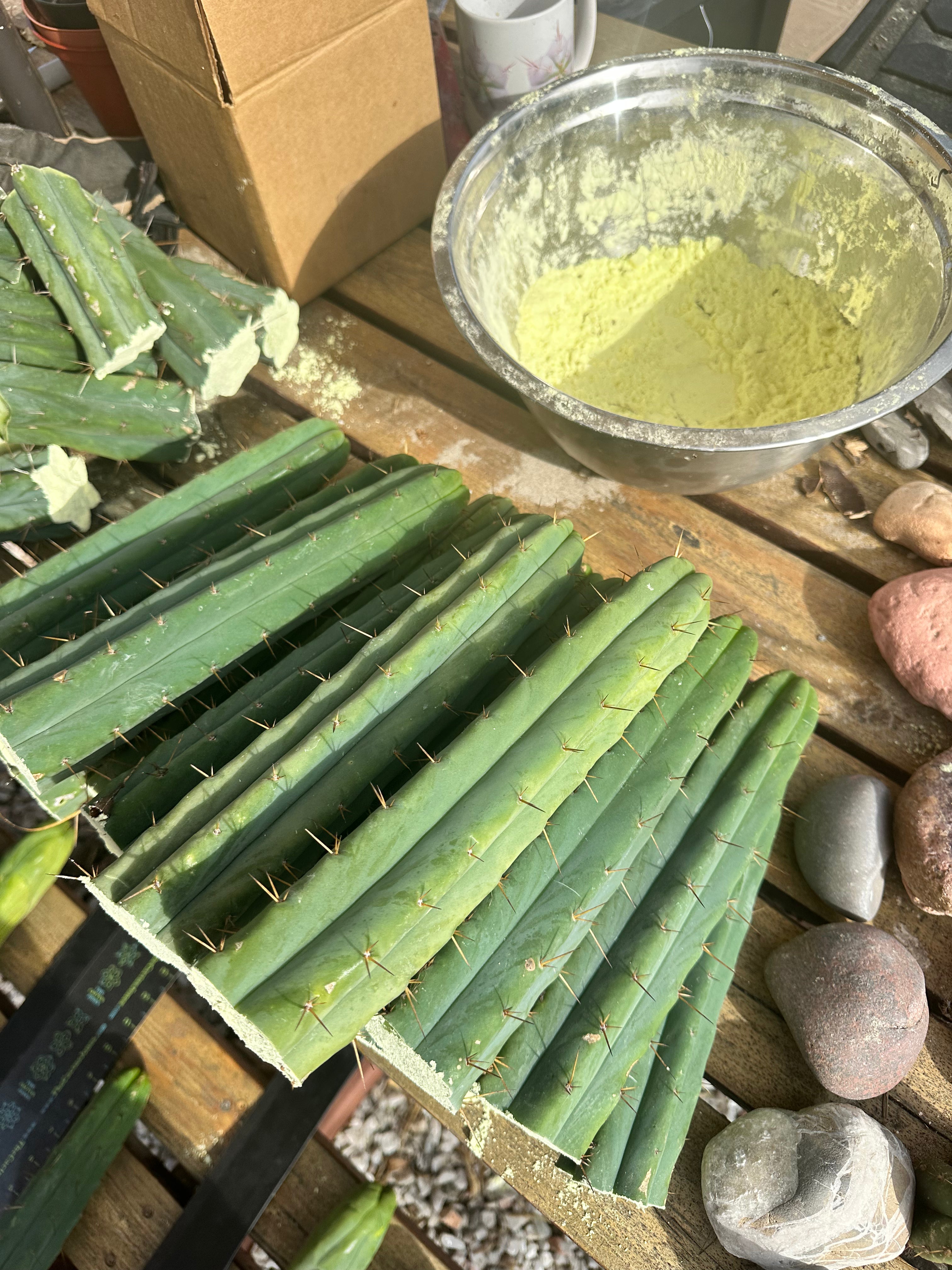 10” Bridgesii Tips — FREE ADD-ON ITEM!