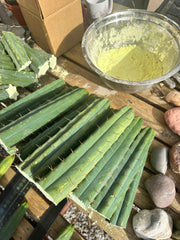 10” Bridgesii Tips — FREE ADD-ON ITEM!