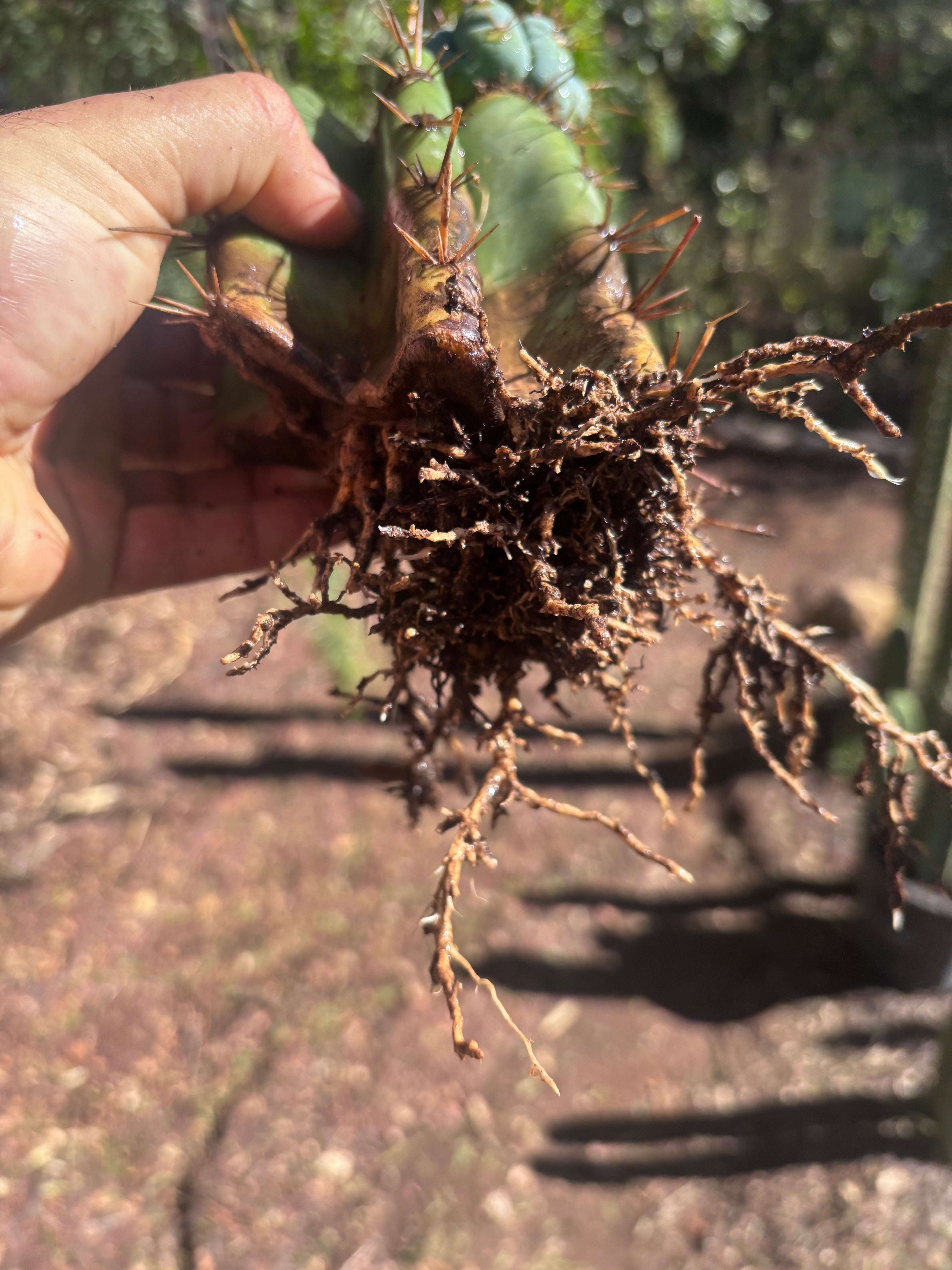 💎👑💎 Papa Smurf — Thick Rooted Mid w/Pup