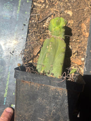 👑🌶️🌶️ Dulzura Wax — Small Rooted Tip