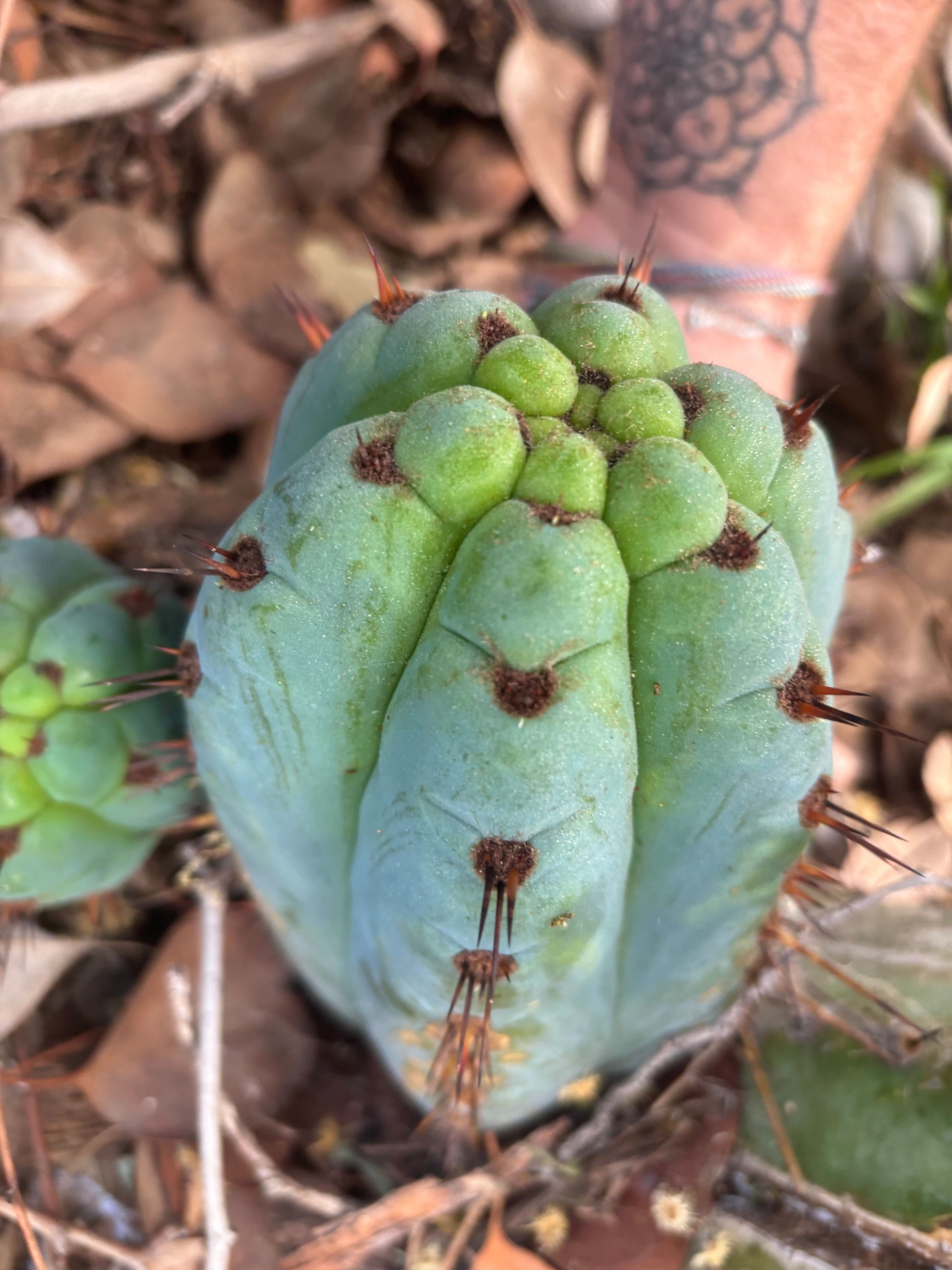💎👑 Papa Smurf — 8” Chonk Melon