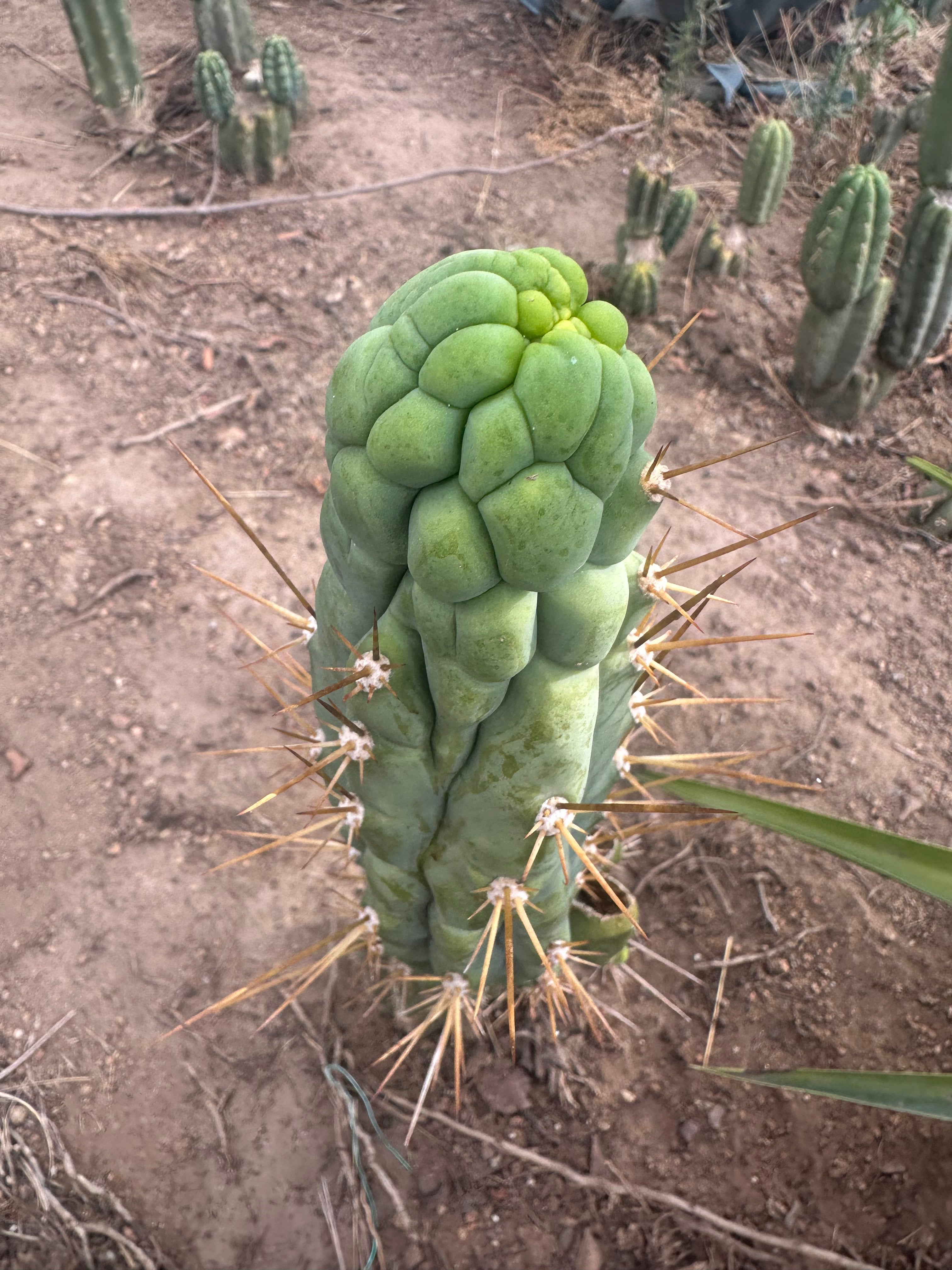 💎👑 Bruce’s Dragon — 8” Pup