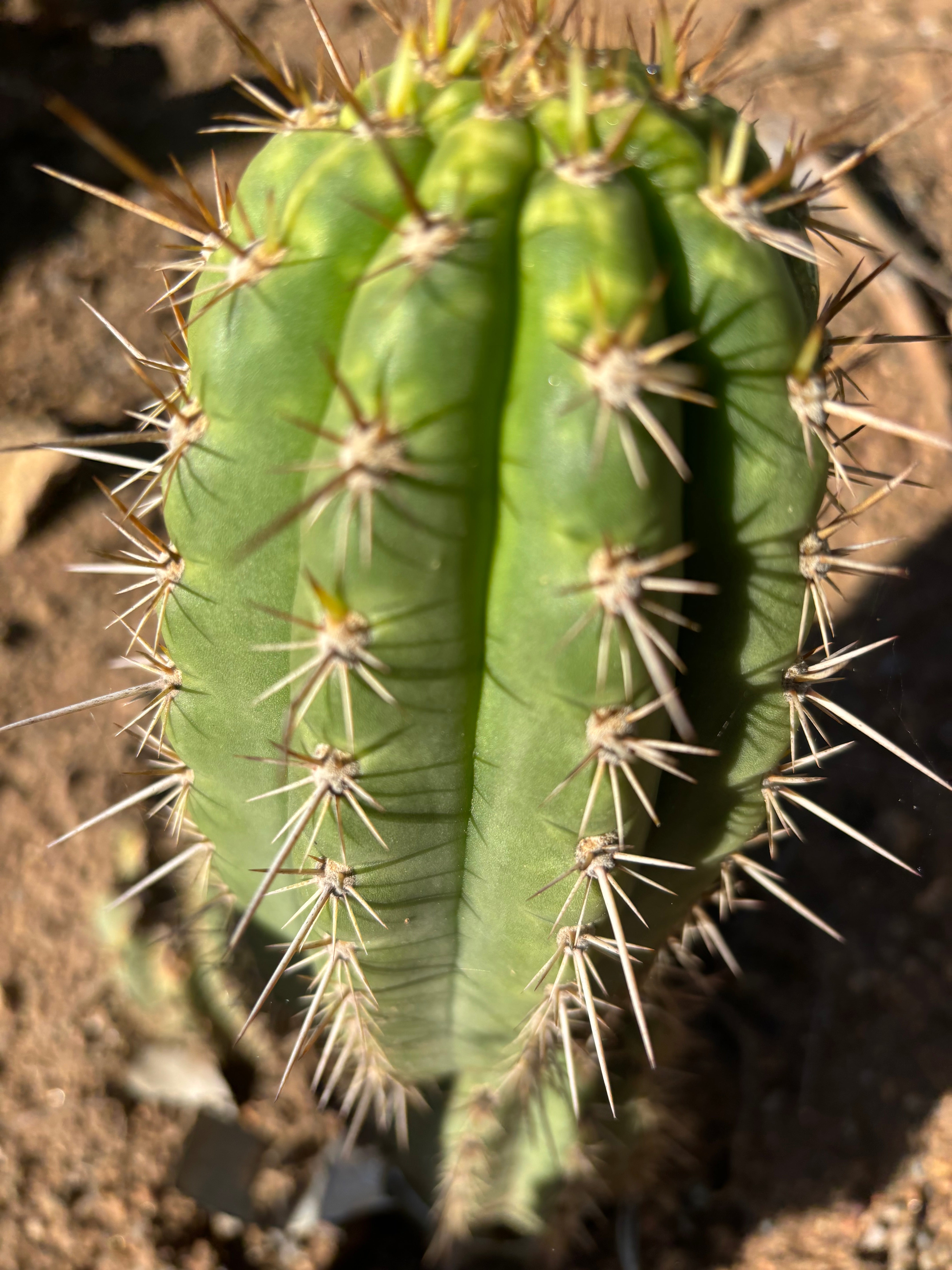 👑💎 Frankie — Fat 7” Pup