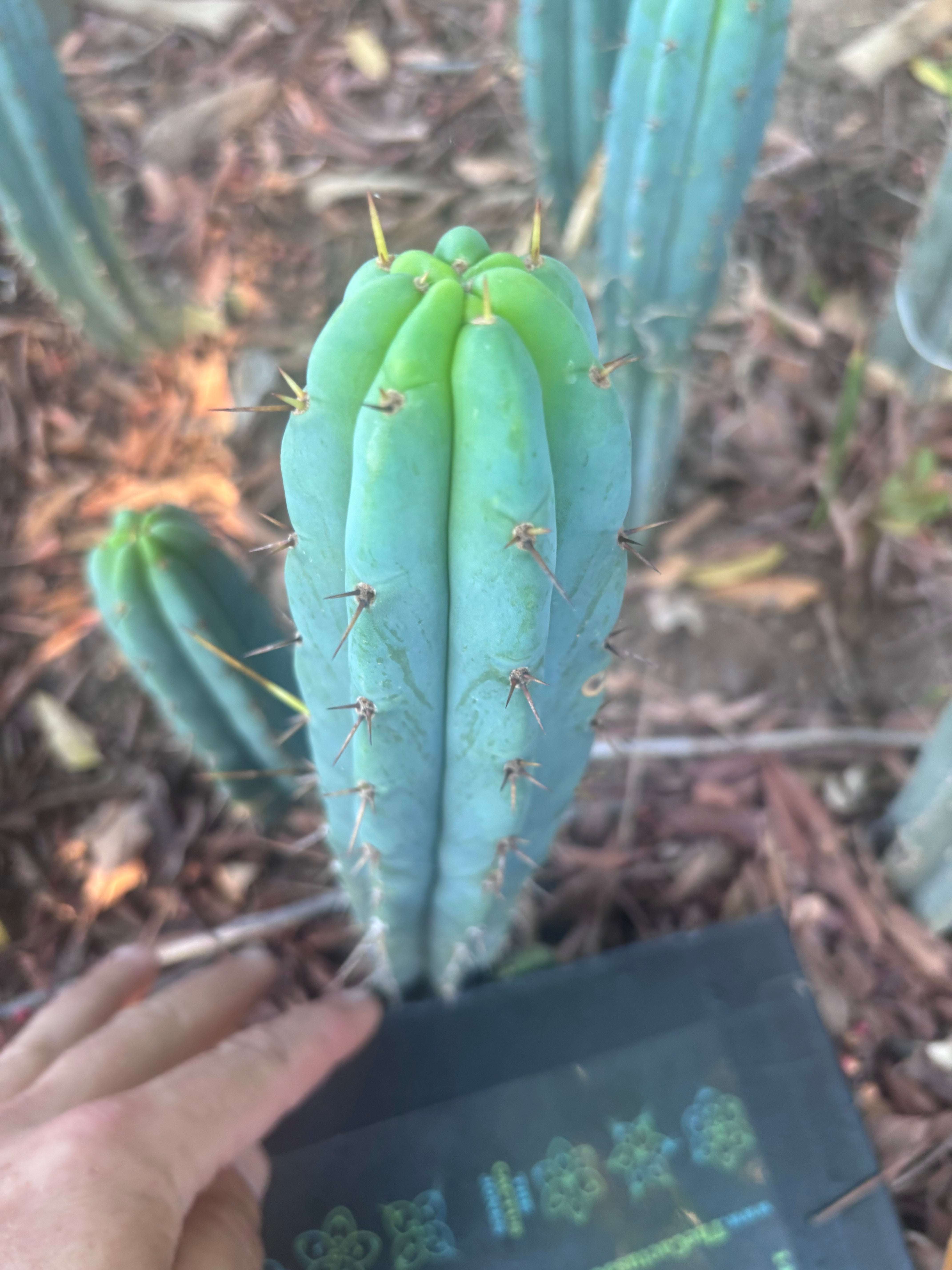 👑🌶️🌶️ Pala! — 9” Tip