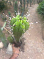 (🌶️) Lumberjack x Huaraz — Seed Grown Mini Stand
