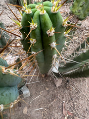 👑 KK242  — 12” Pup