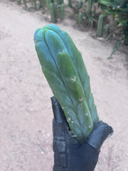 👑🌶️🌶️  Jiimz Twin — 14” Tip