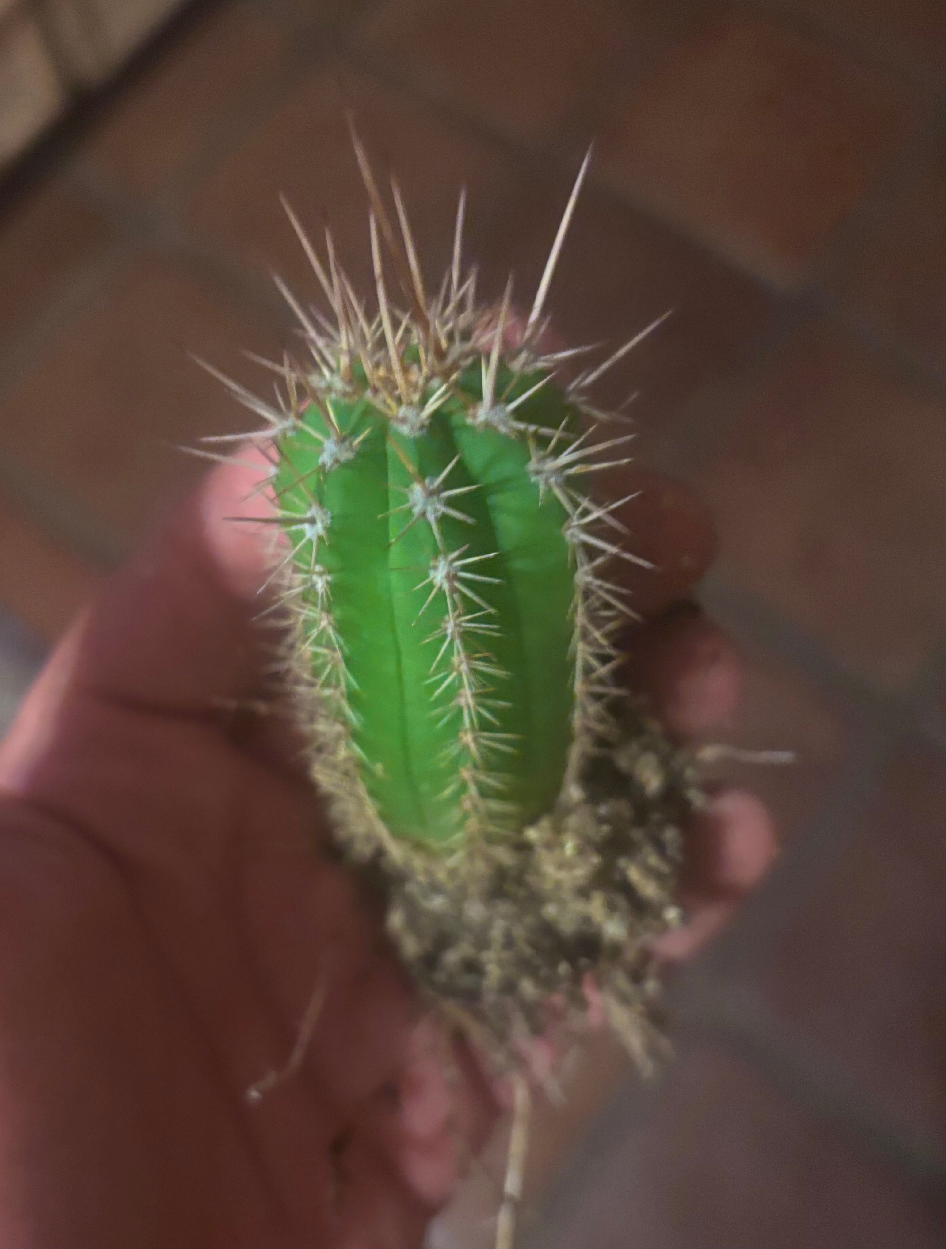 (New) FREE ADD-ON — Jones Pink x 336 Seedlings