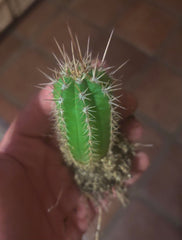 (New) FREE ADD-ON — Jones Pink x 336 Seedlings