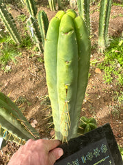 👑🌶️ Jiimz Twin Spine  — 12” Tips