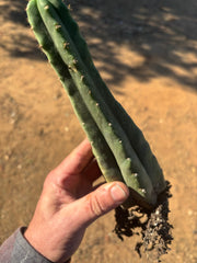 👑🌶️🌶️ Landfill — 10” Rooted Tip