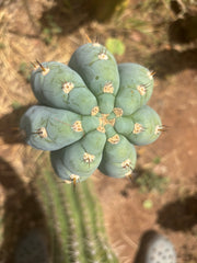 💎👑💎 Althea — *Massive* 9” Tip