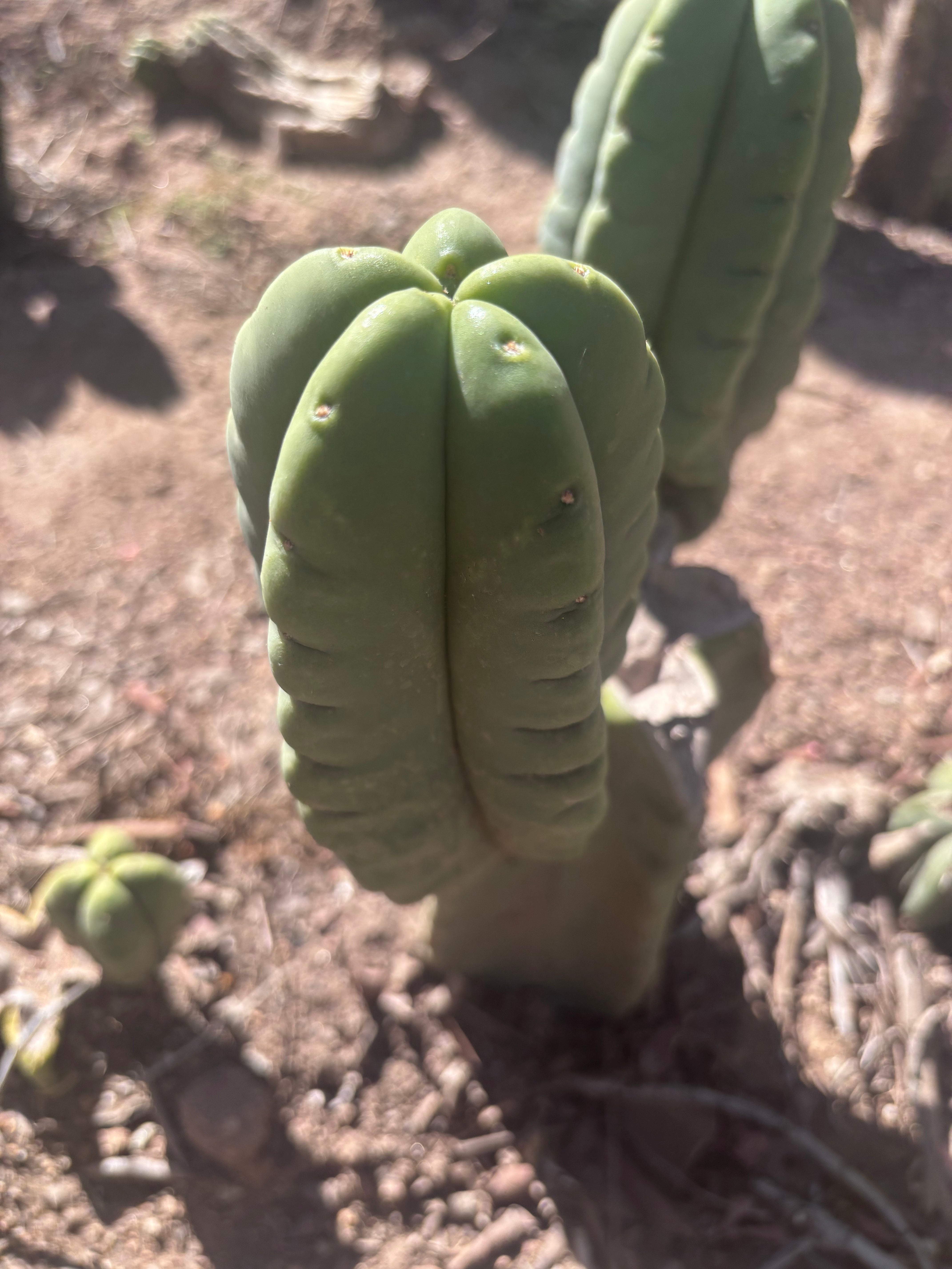 💎👑💎🌶️ Ferah — 6” Grenade