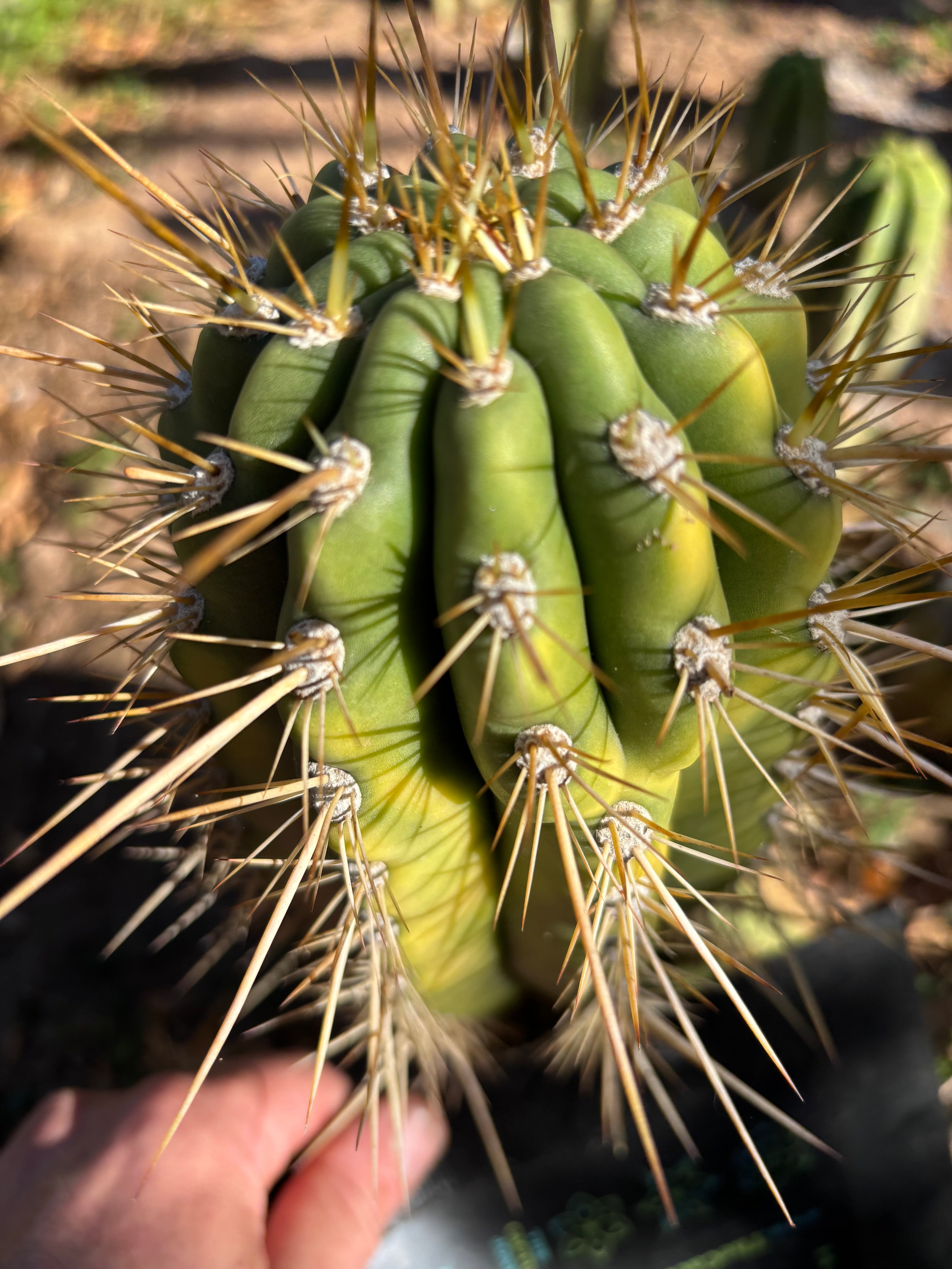 💎👑 Poot’s Validus — Chunky 8” Tip