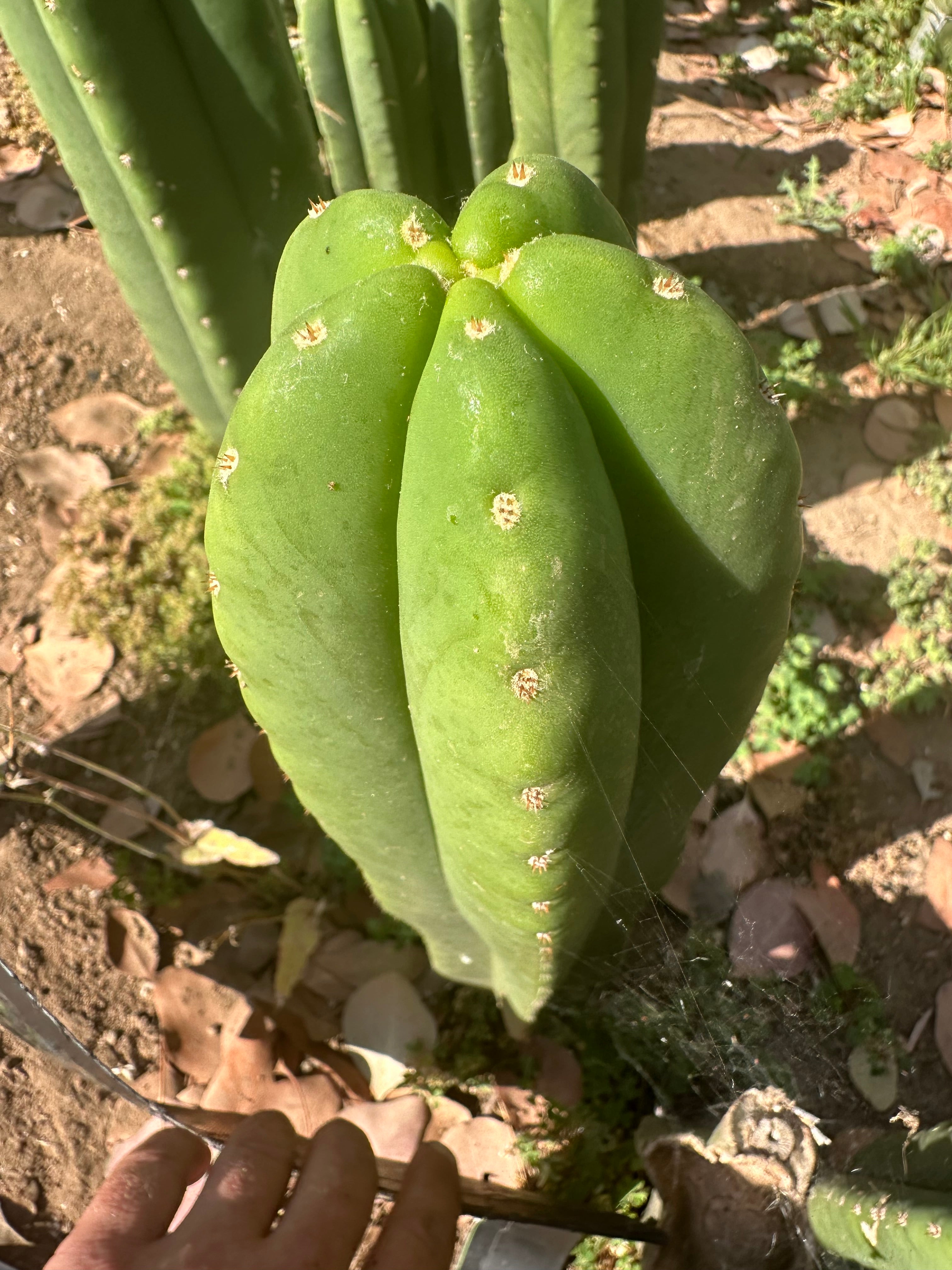 👑🌶️  Scop A  — Fat 10” Pup