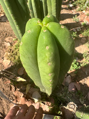 👑🌶️  Scop A  — Fat 10” Pup