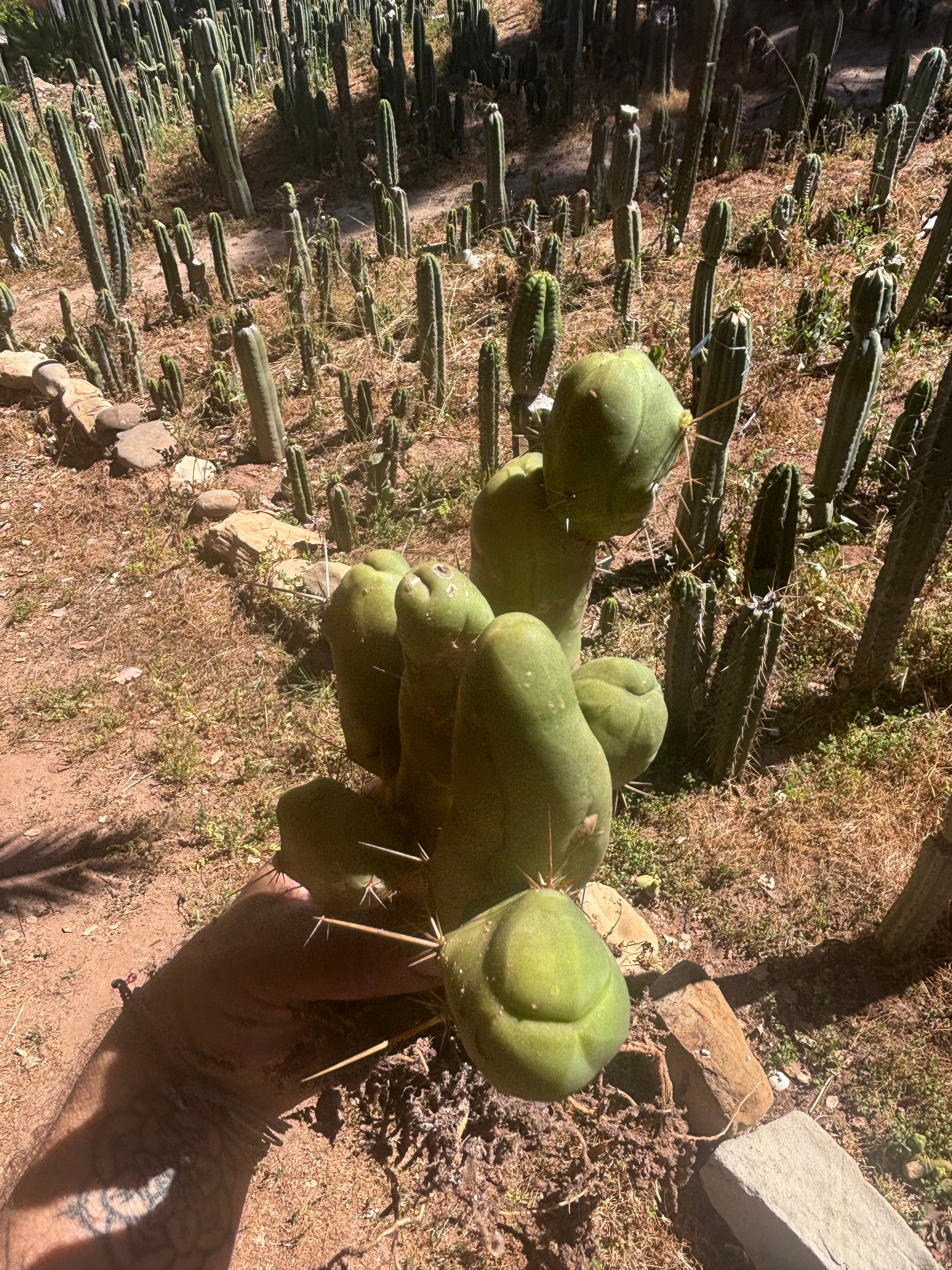 👑🌶️🌶️  TBM Clone B — XL Rooted