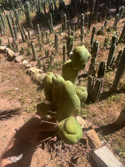 👑🌶️🌶️  TBM Clone B — XL Rooted