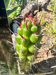 💎👑 Rauhocereus Riosaniensis — 8” Tip