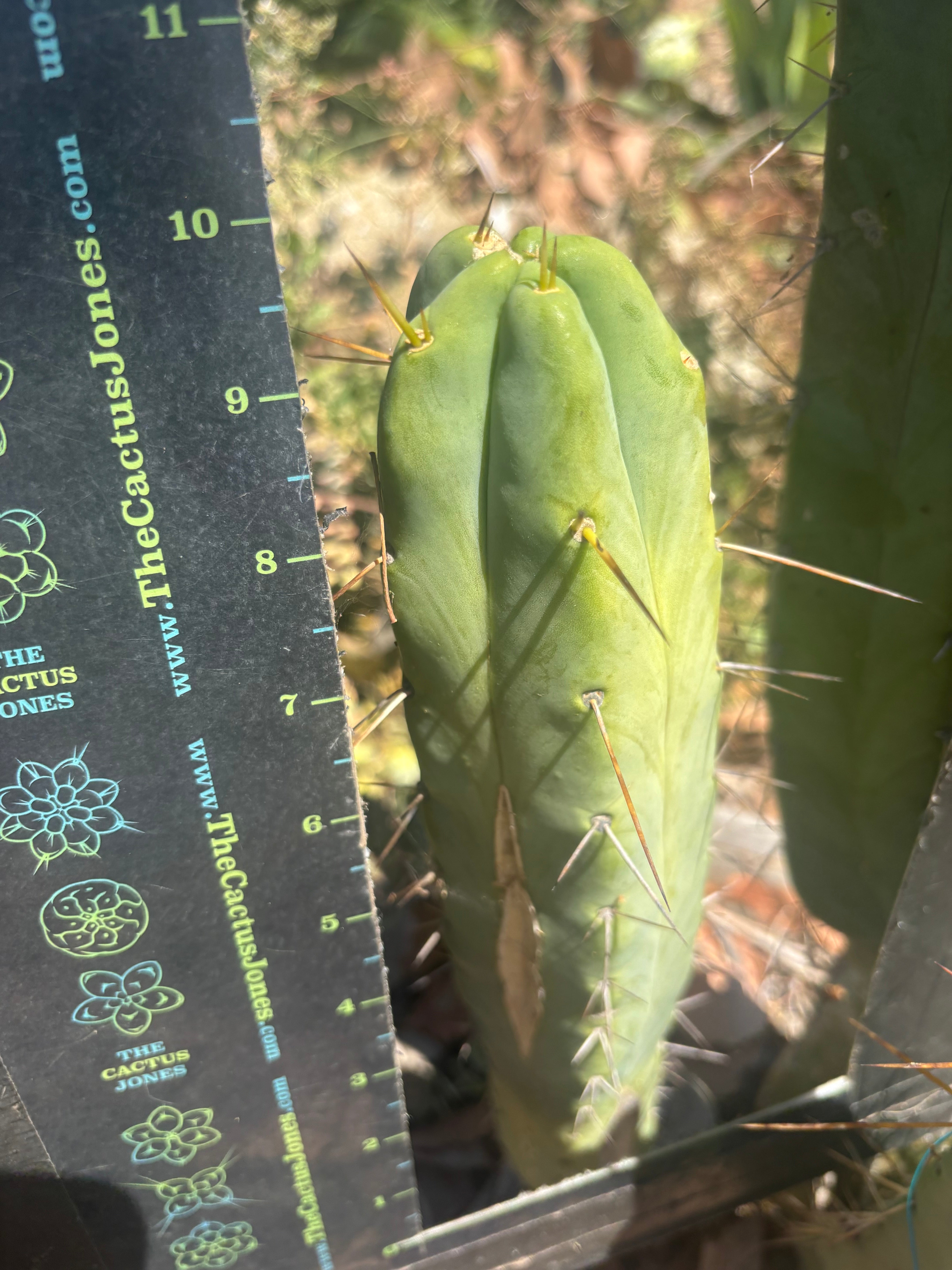 💎👑🌶️ Platform 9 3/4  — 10” Tip