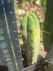 💎👑🌶️ Platform 9 3/4  — 10” Tip