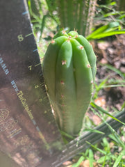 👑🌶️🌶️ KR04 — 8” Tip