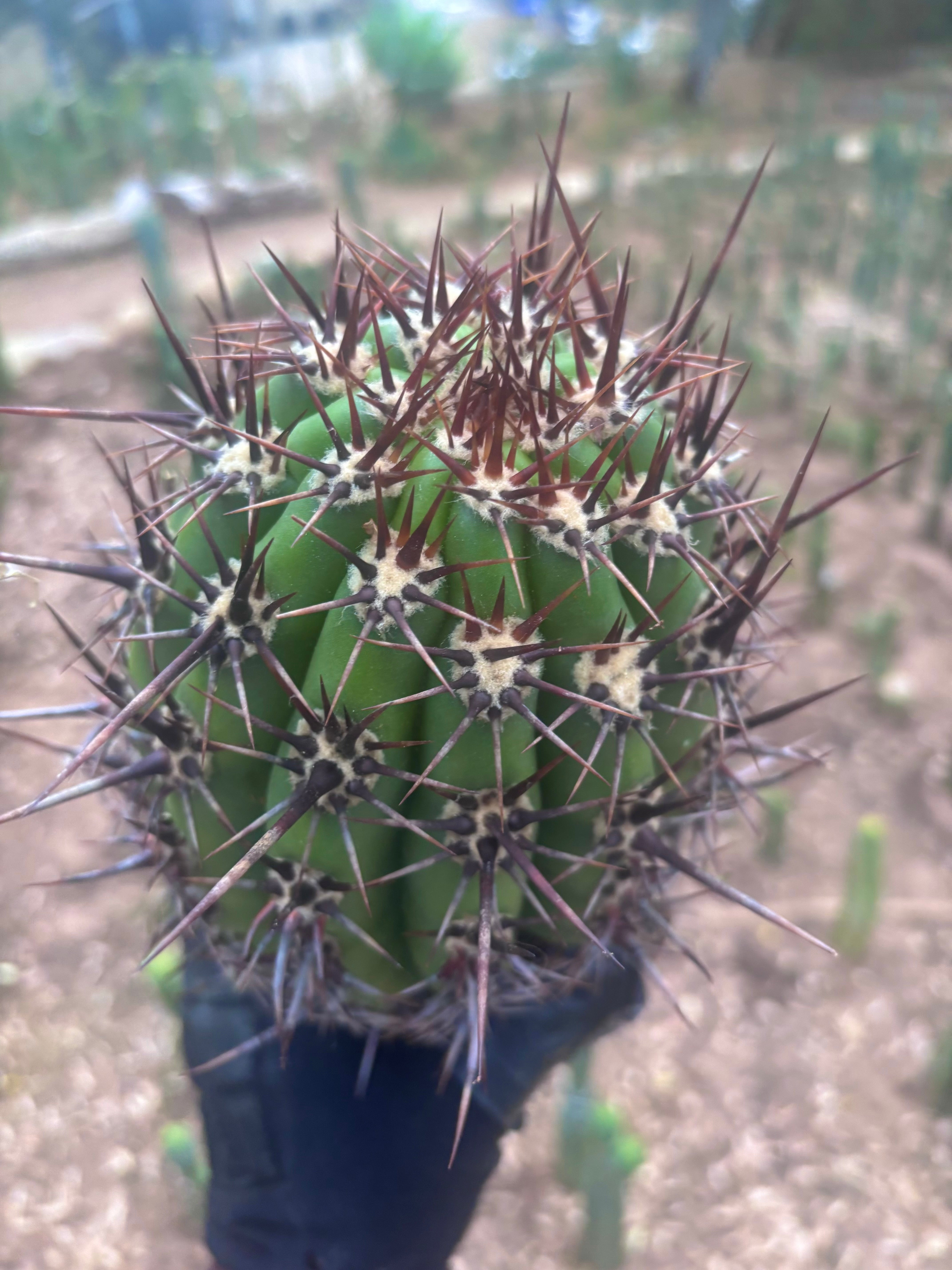 💎 Tacaquirensis — FAT 12” Tip