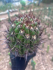 💎 Tacaquirensis — FAT 12” Tip