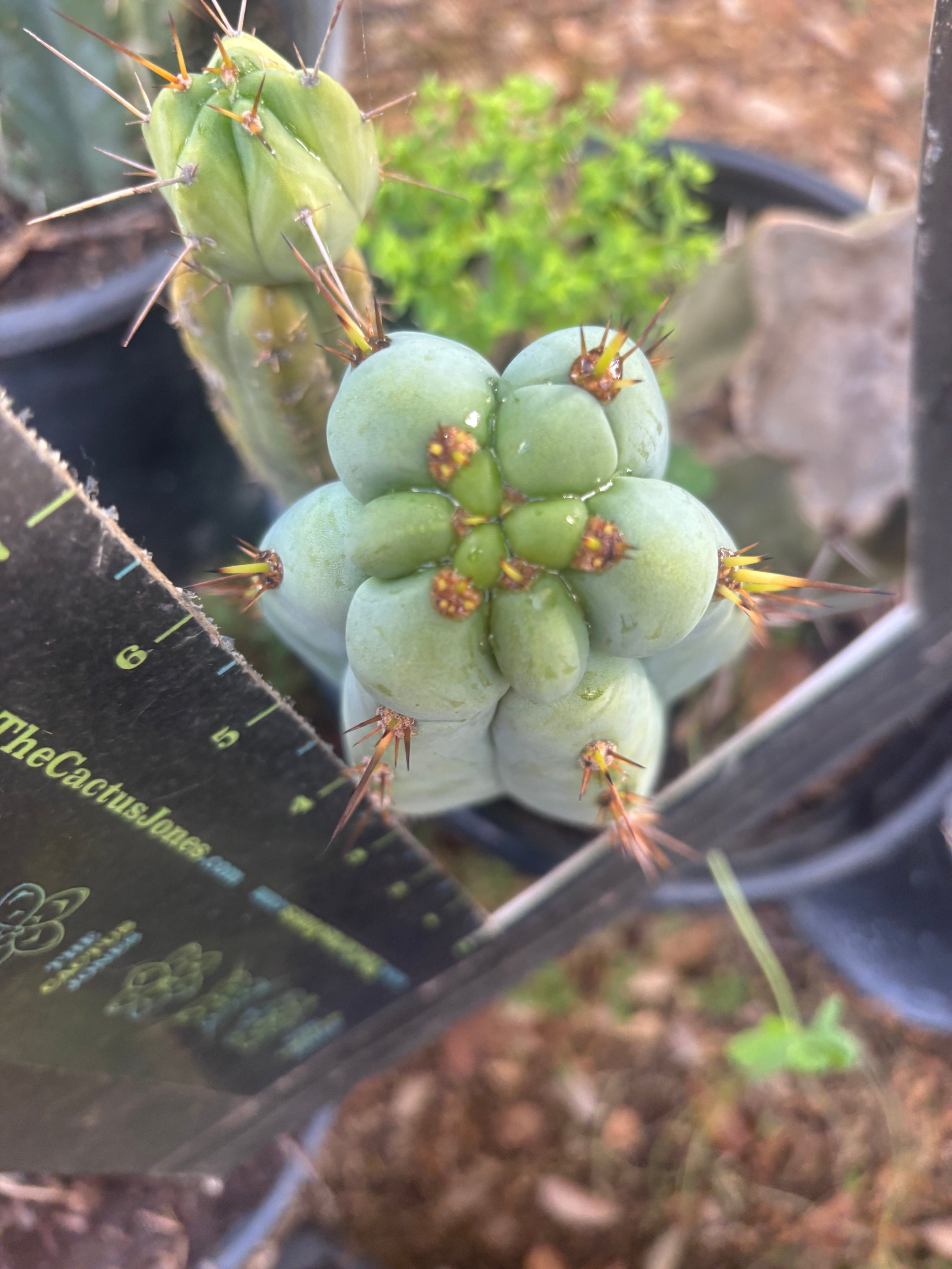 💎👑💎  Nubs! — 7” Tip