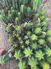 Restocked FREE Add On — Mature Tricho Seedlings — Various Genetics