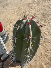 Stenocereus Huasticorum — XL 15” Pup