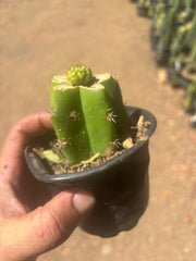 👑 Hulk’s Balls — Graft On Rooted PC