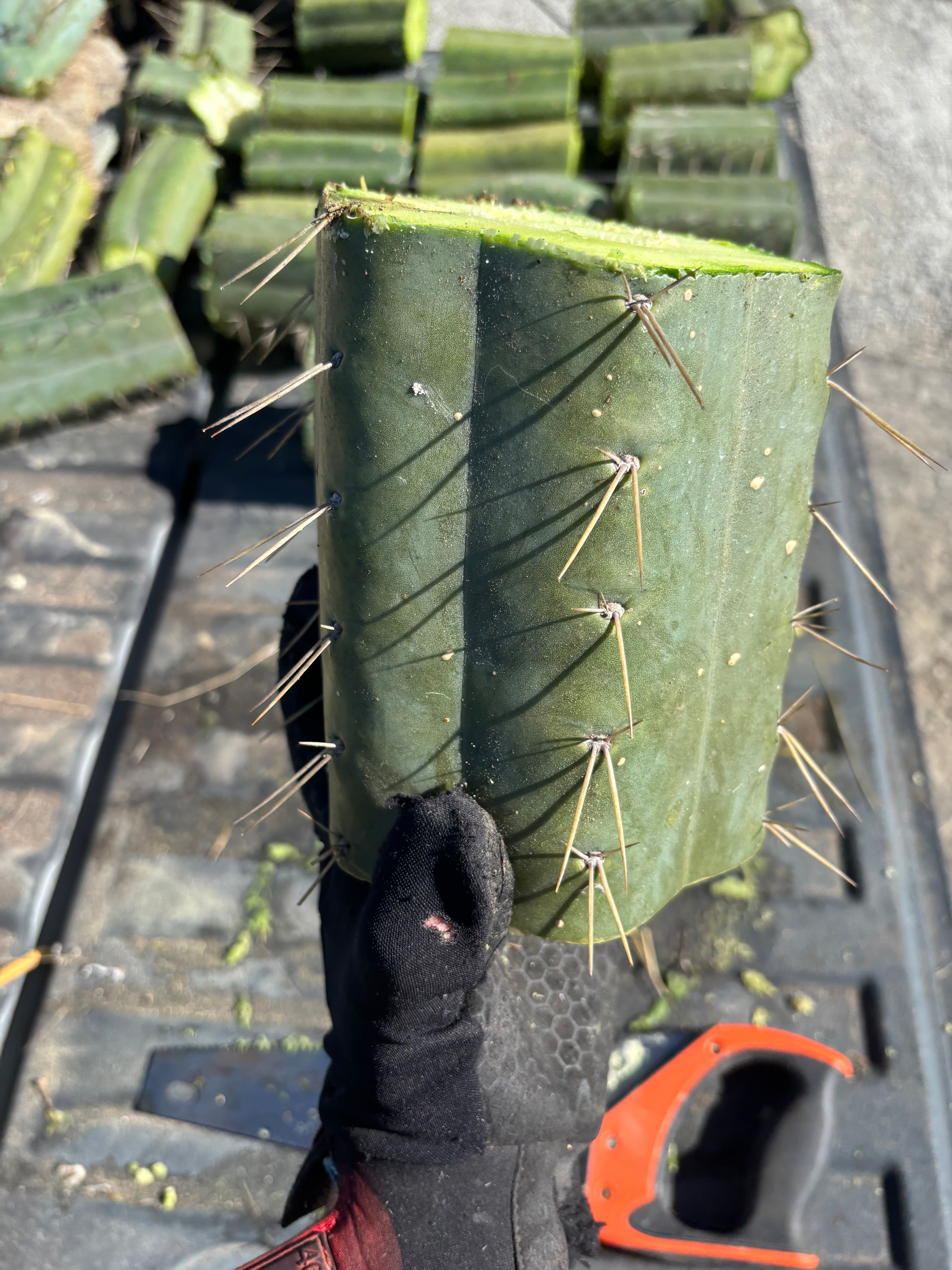 🌶️ SS02 x Yowie — MASSIVE 7” Mids