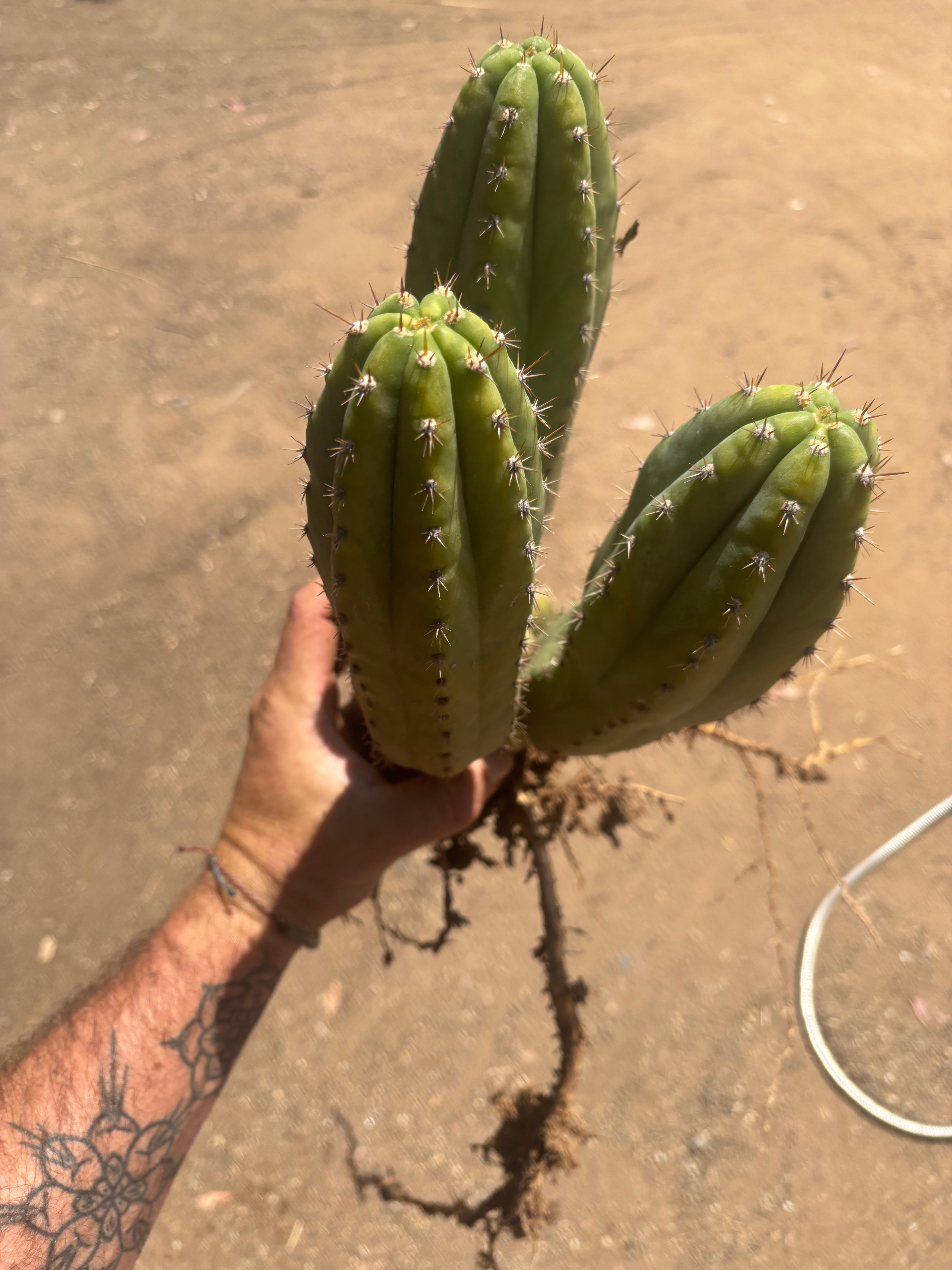 👑🌶️ Shine01 — Triple Pupped Mid with Crazy Roots