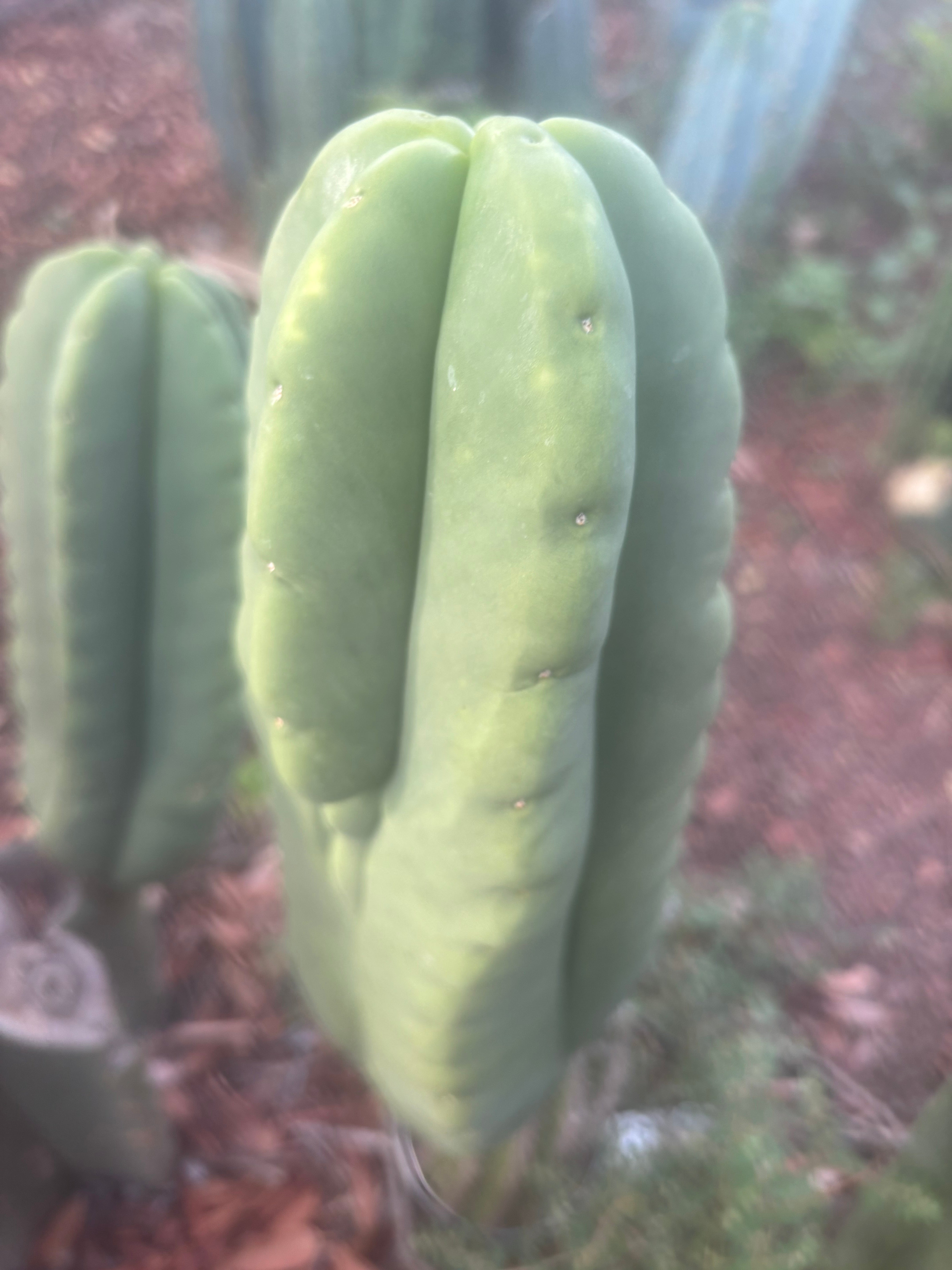 💎👑🌶️ Ferah — Chonky 8.5” Tip