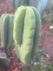 💎👑🌶️ Ferah — Chonky 8.5” Tip